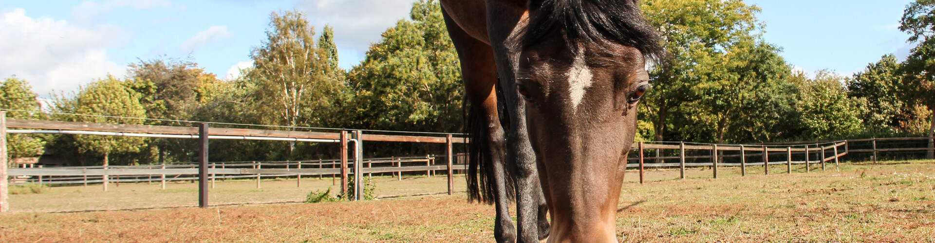 In- en verkoop paarden