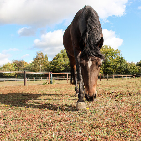 In- en verkoop paarden