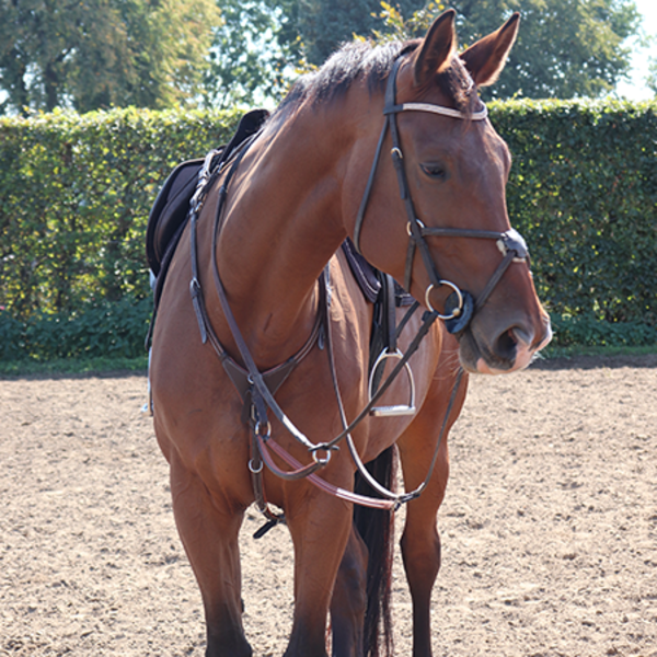 In- en verkoop paarden