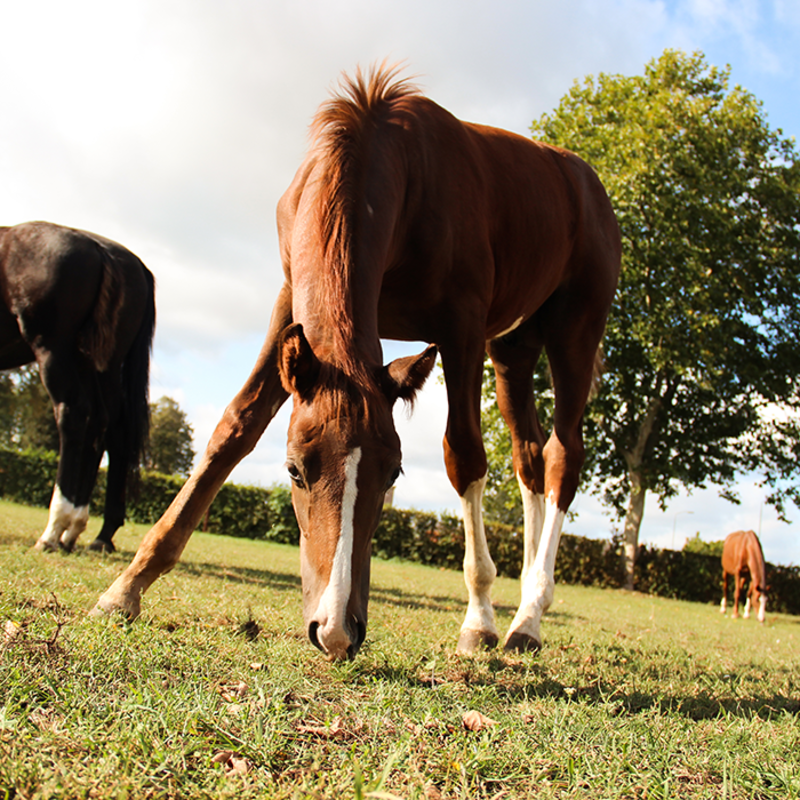 In- en verkoop paarden